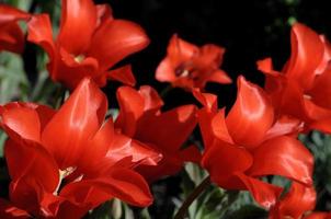 summer flowers in the garden photo