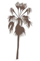 exotic tree palm vector