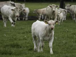 cows in westphalia photo