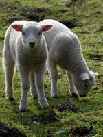 sheeps in the german muensterland photo