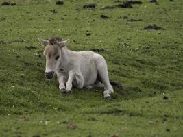 wild horses in westphalia photo