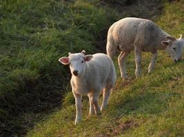 many sheeps in westphalia photo