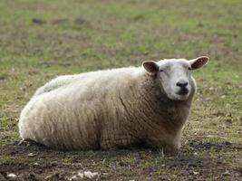 ovejas en el muensterland alemán foto