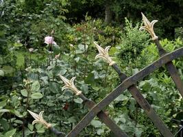 Bleeding flowers in the garden photo