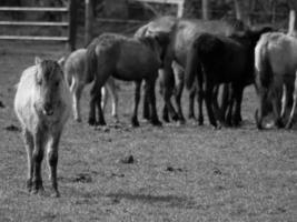 wild horses in westphalia photo