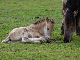 Gran manada de caballos en Alemania foto