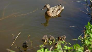 Ducklings swim with their mother duck in a pond near the grass bank video