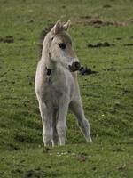 wild foals in germany photo