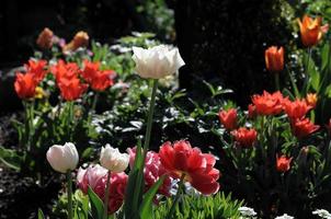 summer flowers in the garden photo