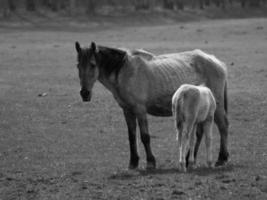 many widl horses photo