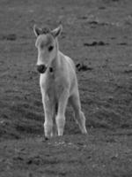 caballos salvajes en un prado en alemania foto