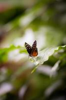 mariposa, naturaleza, insecto
