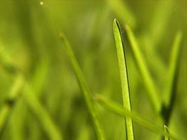 green grass background photo