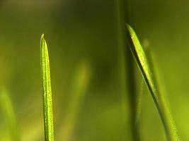 fondo de hierba verde foto