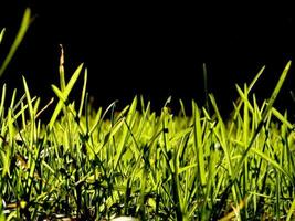 green grass background photo