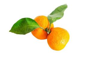 Two ripe tangerines with green leaves on a white background photo