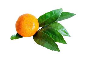 Ripe tangerine with leaves on a white background photo