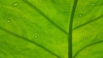 Very fresh taro leaf texture background photo