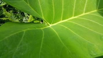 Very fresh taro leaf texture background photo