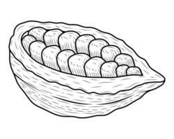 cocoa fruit sketch style vector