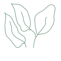 Hand drawn leaves and branches. Floral twig, botanical  and leaf doodle. Plant leaf feather and fir tree branches png