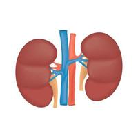 kidneys human body part vector