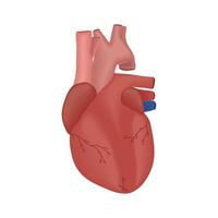 parte del cuerpo humano corazón vector