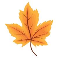 orange autumn maple leave vector