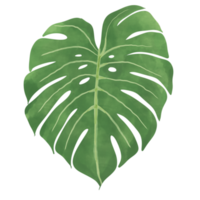 Monstera leaf.topical plant. png