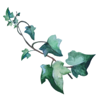 plante lierre aquarelle png