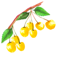 cherry watercolor illustration png