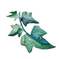 plant ivy watercolor png