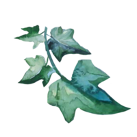 planta hiedra acuarela png