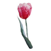 illustrazione dell'acquerello del fiore del tulipano png