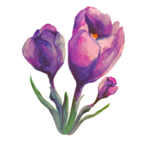 crocus, saffron flower watercolor illustration png