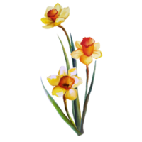 bouquet of flowers yellow narcissus watercolor illustration png