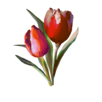 buquê de tulipas em aquarela png