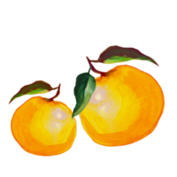 tangerine watercolor illustration png