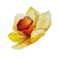 ilustração em aquarela de flor de narciso amarelo png