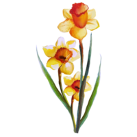 bouquet of flowers yellow narcissus watercolor illustration png