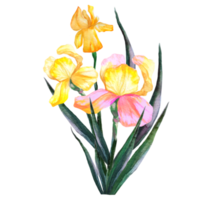 bouquet of irises watercolor png