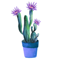 cactus en fleurs dans un pot png