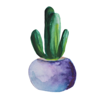 kaktus i en kruka akvarell png