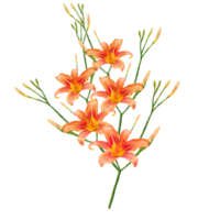 fleurs de lys orange, illustration d'hémérocalle