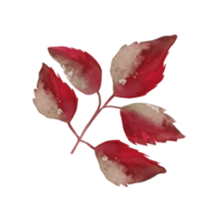 trädgren herbarium png