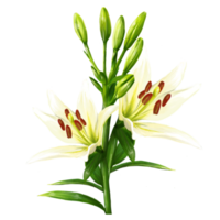 bouquet de fleurs de lys blanc, illustration d'hémérocalle png