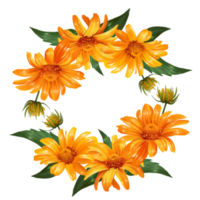 flower frame heliopsis illustration png