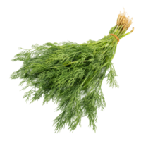 Aneth vert frais Anethum graveolens isolé sur fond blanc png