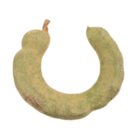 Fresh young Tamarind Tamarindus indica isolated on white background png