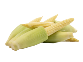 Fresh ripe Baby corn isolated on the white background png